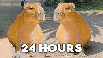 The Capybara Song Official Music Video - 24 HOUR LOOP 🎶🎶