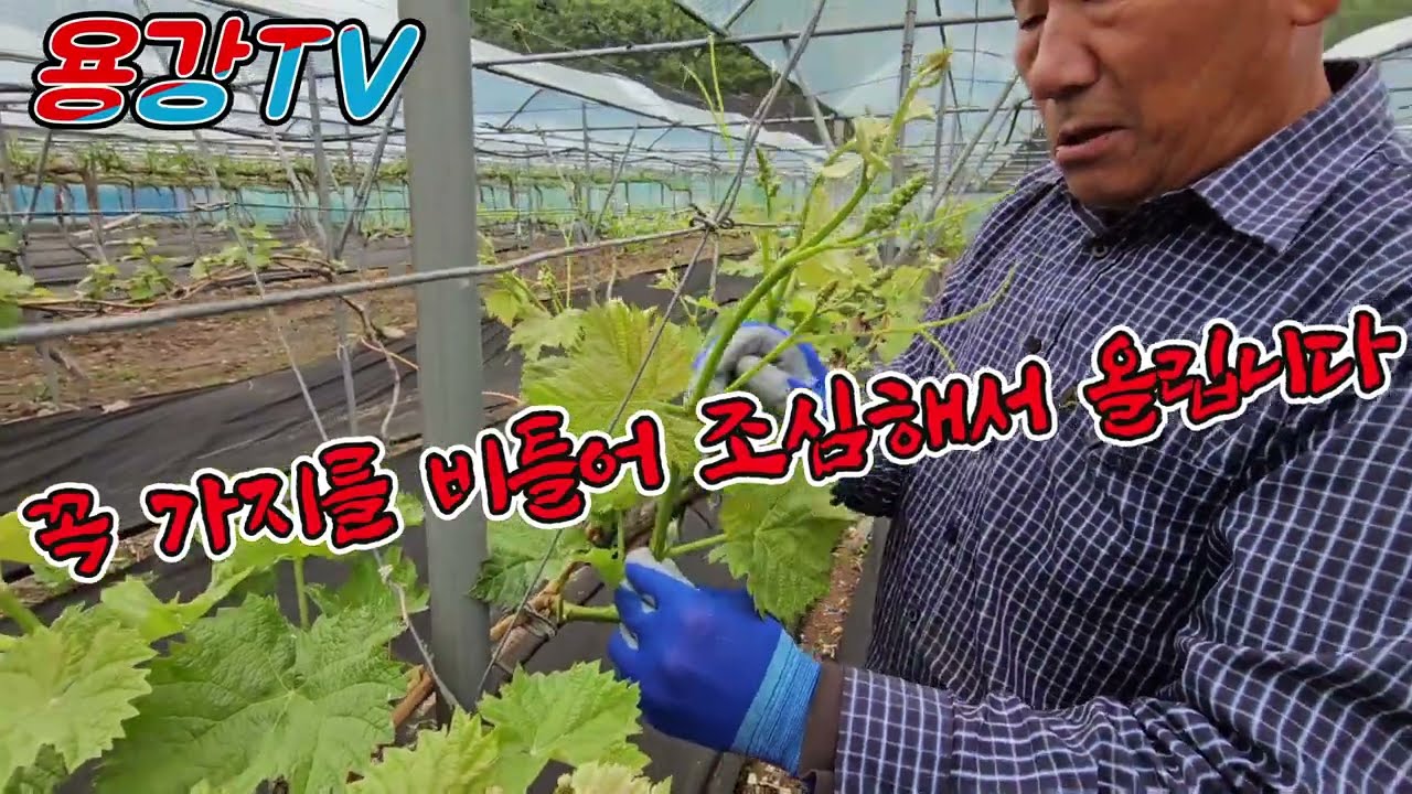 농업기술_5월의 샤인머스캣 관리방법 (영동포도왕)