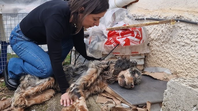 Abandoned dog.. was left to die helpless..Heartbreaking 💔 - YouTube