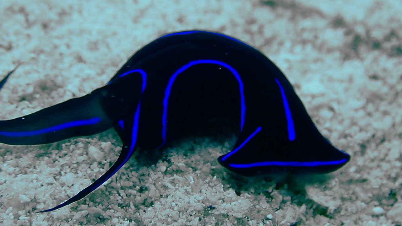 The blue velvet nudibranch or the headship slug. (Chelidonura varians)