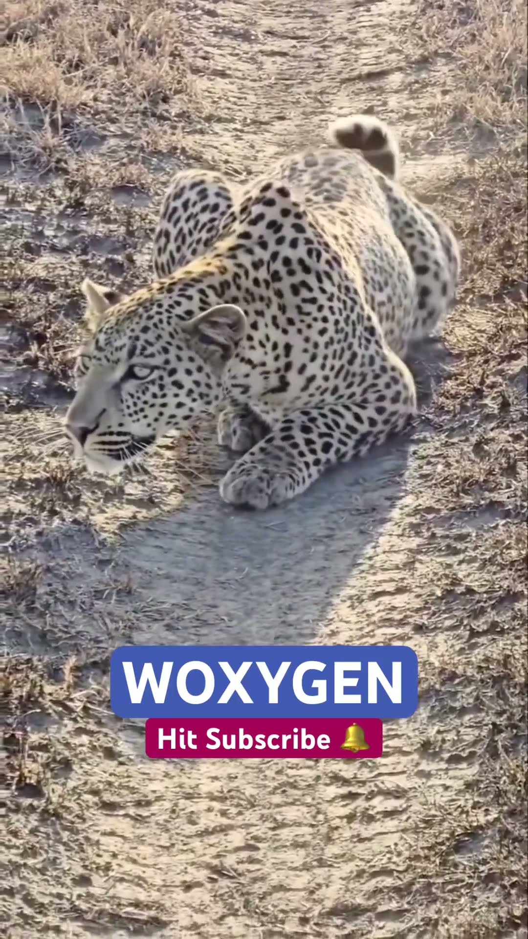 Don't Blink Or You'll Miss This Leopard Attack! #wildlife #predator #shorts