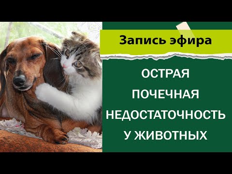 Острая почечная недостаточность у собак и кошек