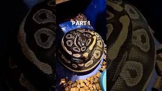 Penasaran ga kalian di clutch kali ini dapet apa aja?? 😏 #ballpython #snake #reppile #python #pets