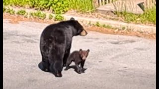 Mama black bear and cub walking on our driveway, Медведица с медвежонком гуляют по городу :)