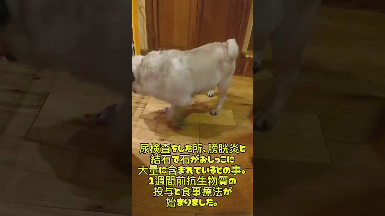 #パグ #多頭飼い #パグ膀胱炎 #パグ尿管結石  #犬血尿  パグのサスケくん、血尿と頻尿の原因は…