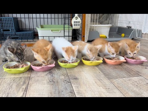 みんなで過ごす最後の日 【花男兄妹#19】Last day to spend