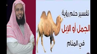 🐫 الناقة في المنام الجمال في الحلم هل الجمل رجل سيء