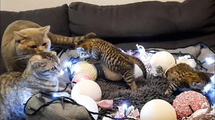 Watch the video about 🎄 Baby cats - Cute and Funny Cat Videos Compilation #13