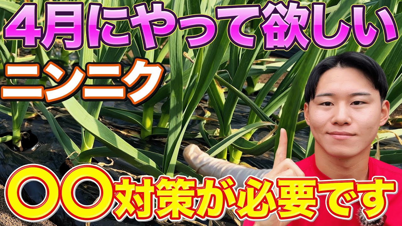 【増大期に注意】ニンニクが大きく成長する時に気をつけなければいけない事