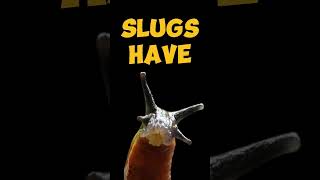 🐌🦷👃😱 SLUGS HAVE TEETH LIKE WHALES 😱👃🦷🐌 #fyp #trending #didyouknow? #funfacts #youtubeshorts #slug