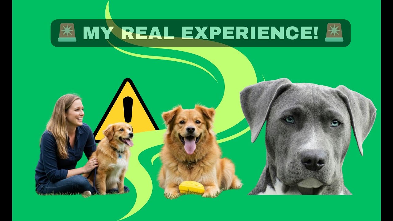 BRAIN TRAINING FOR DOGS WORKS ? 🚨 MY REAL EXPERIENCE! 🚨 BRAIN TRAINING FOR DOGS REVIEWS