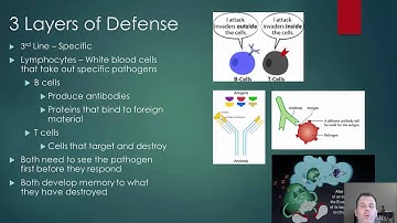 Lymphatic System and Immunity