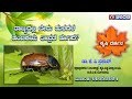 Krishi Darshana | ರಾಜ್ಯದಲ್ಲಿ ಬೇರು ಹುಳಗಳ ಹಂಚಿಕೆಯ ತೀವ್ರತೆ ಹೇಗಿದೆ? | 01.05.2024 | 6PM | DDChandana