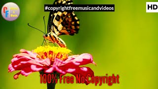 Butterfly On a Beautiful Flower Free Video with Playdate Music || No Copyright screenshot 5