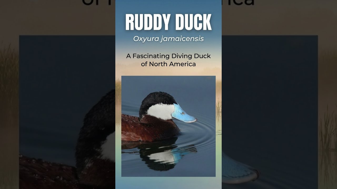 The Ruddy Duck - Duck Things