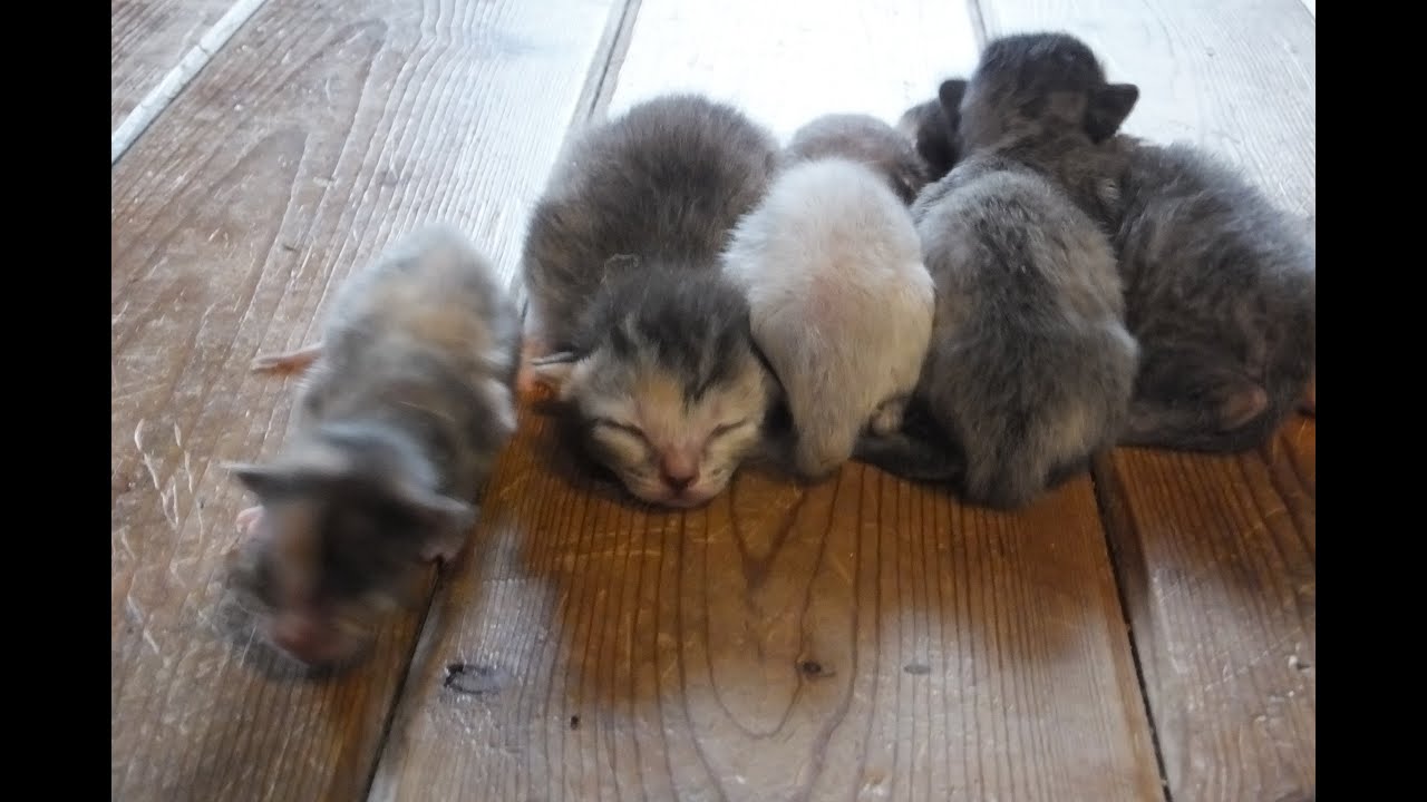 5匹の子猫速報 第2弾 出産3日目の体重測定 サビ猫クロが 1歳で初出産 その子育ての実態に迫る 年 5 月 15 日 付 ストロベリーキャンドルを駆ける猫たち Youtube
