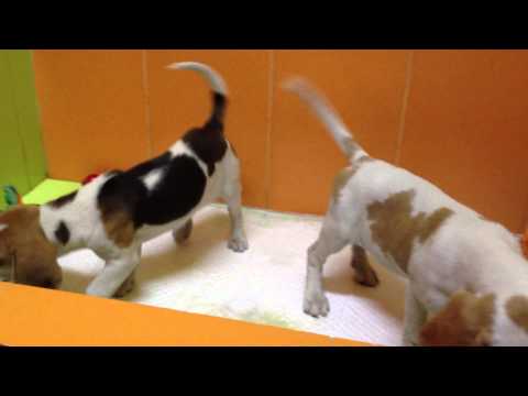 Beagle κουτάβια
