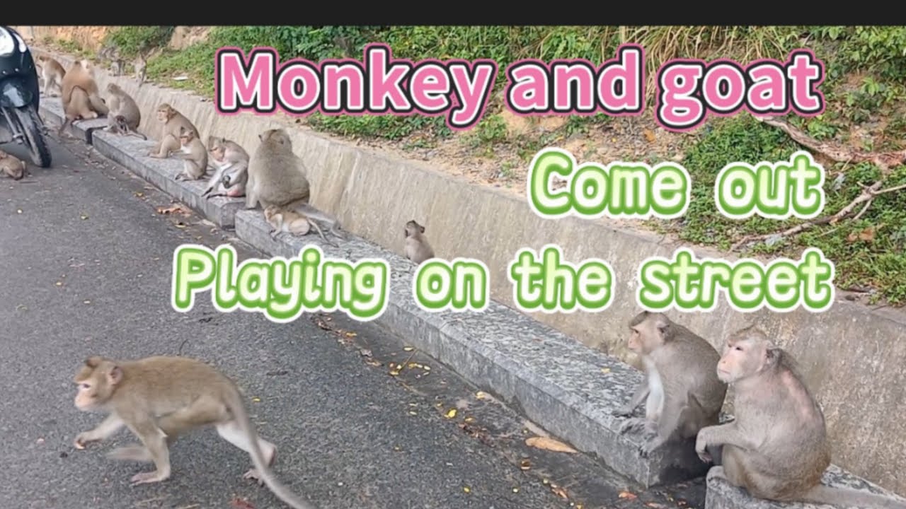 Wildlife Wonders: Hilarious Monkey & Goat Moments Caught on Camera!