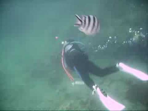 Divers, sergeant fish & a sea snake while snorkeling off the Sunabe seawall in Chatan, Okinawa, Japan