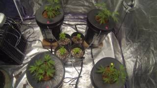 Lucky Charms RDWC EP4 Week 2 VEG