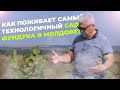 Самый технологичный сад фундука / Район Штефан-Водэ / Площадь 51 Га / Посадка Осень 2020