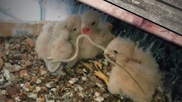 チョウゲンボウの赤ちゃんがヘビの巻きつきから兄弟を救う