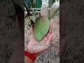 100% original plants available Contact -8597921046 #nature #farming #plantas
