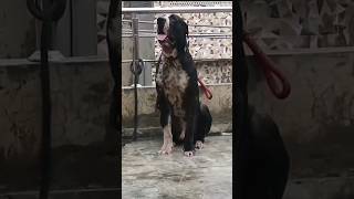 Rambo The Bully Kutta Champion