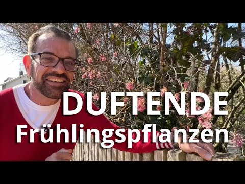 Video: Wie weit auseinander pflanzt man süßes Viburnum?