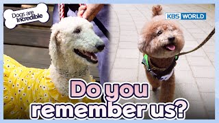 Do you remember us?🥺 [Dogs Are Incredible : EP.224-1] | KBS WORLD TV 240716