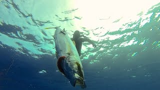Spearfishing Baja yellowtail action and reef fish!!