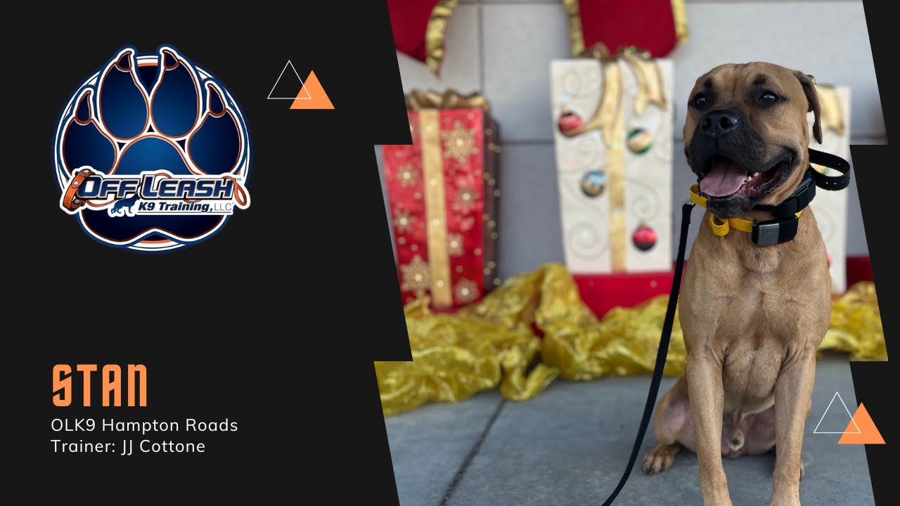 10 month old Boxer mix "Stan" Epic Obedience Hampton Roads Dog