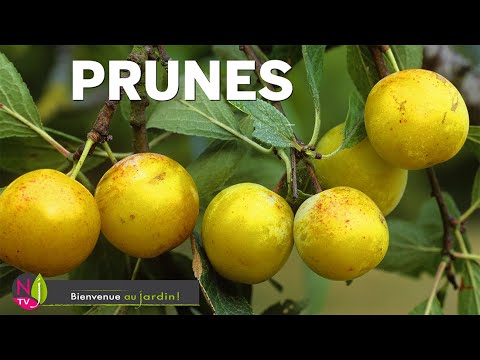 Vidéo: Prune rouge : description des variétés, goût et valeur nutritive