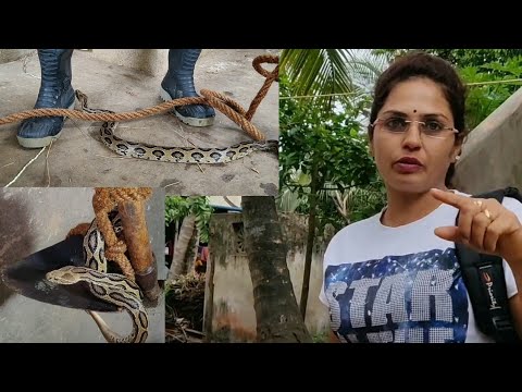 gurukulam film || भारत के सबसे जहरीले साँपोंमेसे एक साँप : घोनस (Russell's Viper) || देखे कुवेसे कैसे इसे निकाला ||