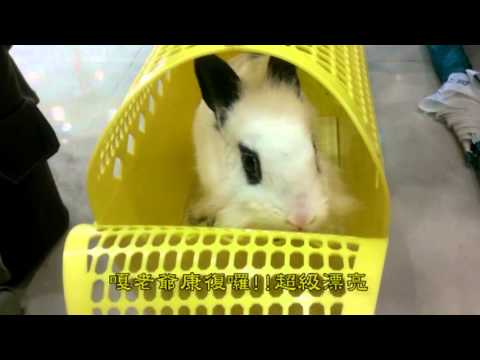 貓村裡的長耳朵 台北市愛兔協會 Youtube