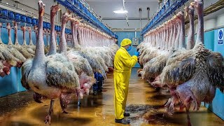 How Millions Of Ostriches Are Raised For Meat, Skin Eggs Full Industrial Process