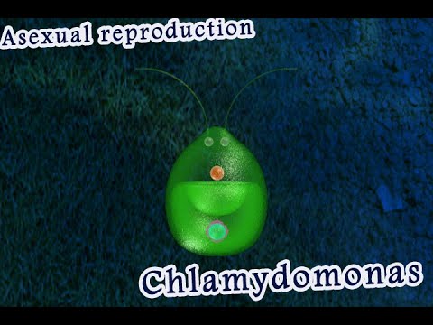 Video: Kaip vadinasi procesas, kurio metu chlamidomonas gamina gliukozę?