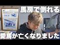 【子宮破裂】愛馬が亡くなりました