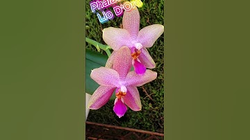 Phantom Phals Cemetery Haunted 🐦‍⬛🎃🍂👻 Making Spooky Season Count #ninjaorchids