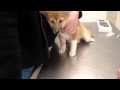 Shiba Inu ワクチン接種・柴犬の子犬