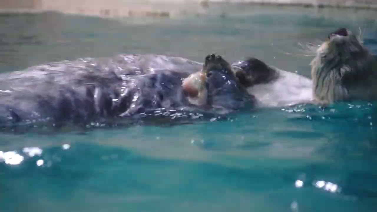 鳥羽水族館 ラッコ メイちゃんの運ばれ方最新版「これこれ｡落ち着くわね」