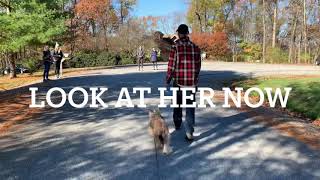 Pitbull Shih Tzu mix learns heel