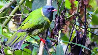 Pipreola riefferi - Green-and-black Fruiteater - Frutero Verdinegro