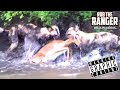 AMAZING FOOTAGE!!: Swimming Impala Caught By African Wild Dog Pack!!!