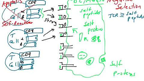 Negative selection of T Lymphocytes part 1