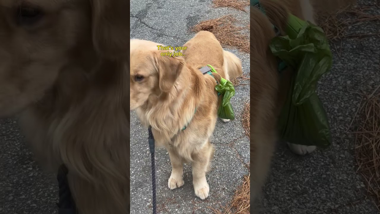 He won&rsquo;t carry his own poop.. #dogs #shorts #dogmom #funnydogs #comedy #tiktok #reels #goldens
