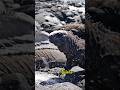 Top 5 Animals Living Near Volcanoes #VolcanoAnimals #NatureUncovered #ExtremeNature #shorts #facts