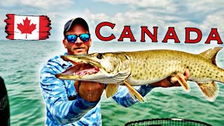 EPIC Mid Summer Canadian Musky Fishing on Lake St. Clair