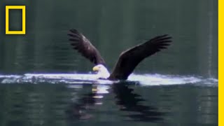 執念が生んだワシのバタフライ泳法 | ナショジオ