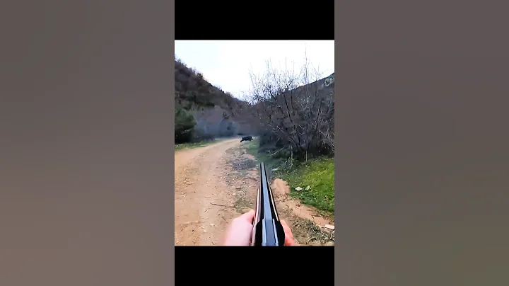 лучший снимок охоты на кабана #wildboar #hunting #sanglier #cinghiale #wildhunting